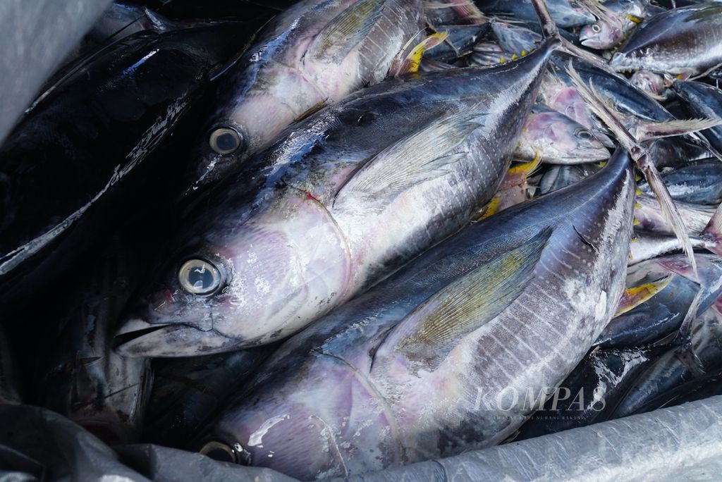 Ikan-ikan hasil tangkapan dari Kapal Motor Sentosa XVIII berbobot 131 gros ton dimuat ke mobil bak di Pelabuhan Perikanan Samudera Bitung, Sulawesi Utara, Jumat (20/10/2023). Sepanjang semester I-2023, sebanyak 21.100 ton ikan didaratkan di PPS Bitung.