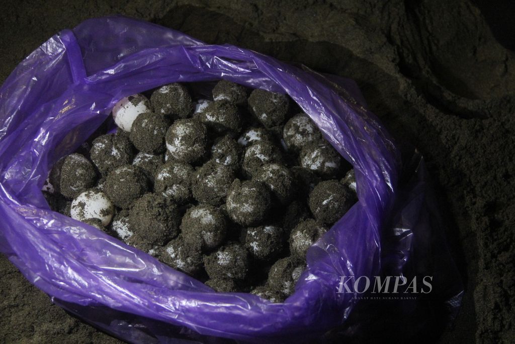 Telur-telur penyu lekang (<i>Lepidochelys olivacea</i>) berhasil diselamatkan petugas di kawasan pantai Taman Nasional Alas Purwo, Kabupaten Banyuwangi, Jawa Timur, Jumat (28/7/2023) malam. 
