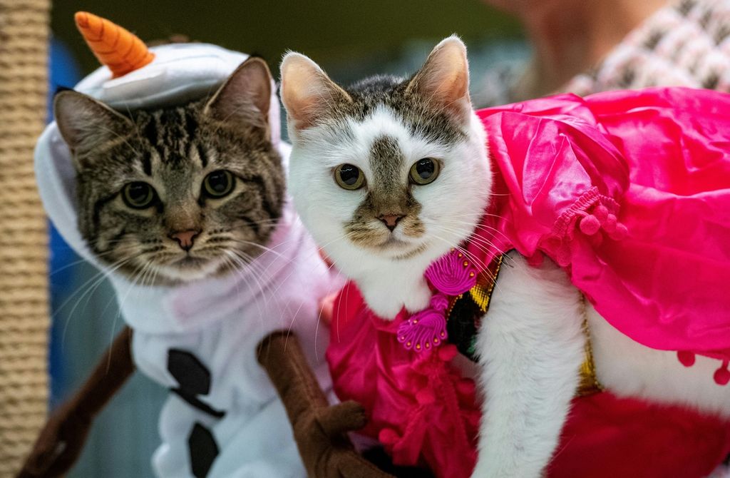 Kucing-kucing peserta kontes kostum berpakaian ala karakter di film Frozan, di AS, 27 Agustus 2023. 