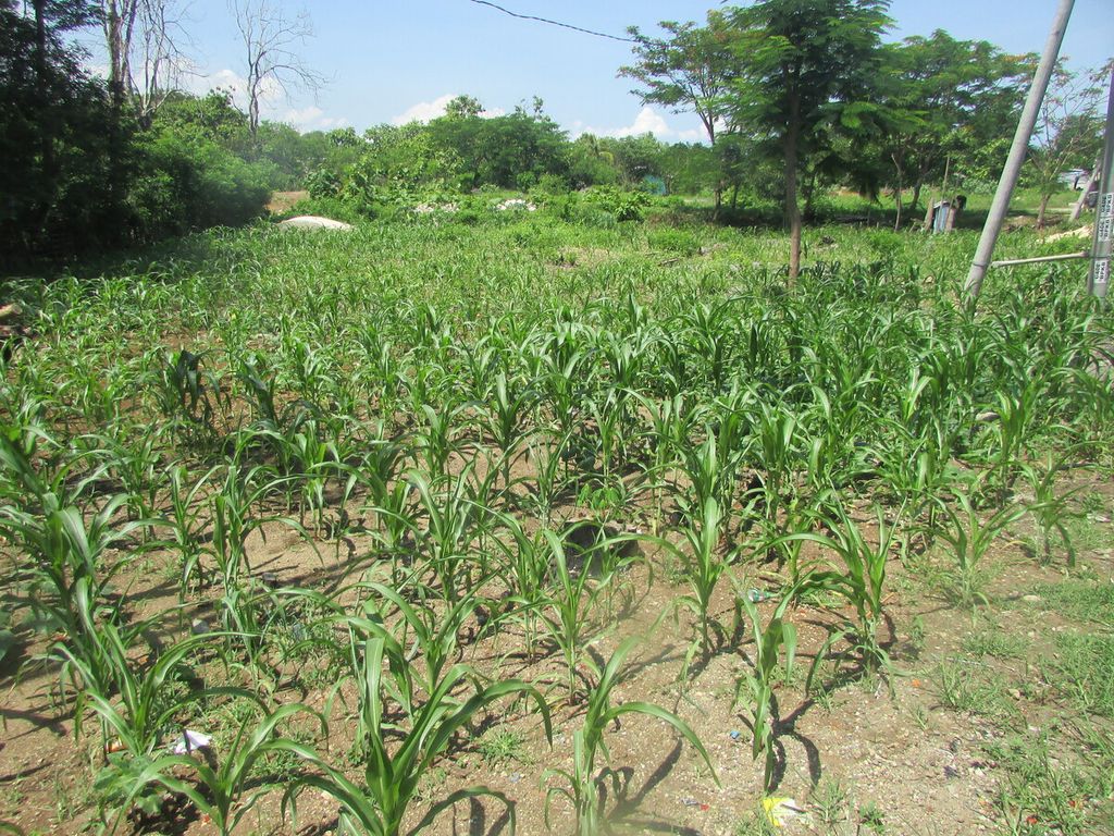 Sepetak jagung di Desa Penfui Timur, Kabupaten Kupang, Nusa Tenggara Timur, Rabu (3/1/2024), terancam gagal panen jika tidak segera turun hujan. 