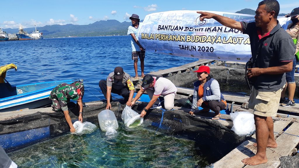 Proses penebaran 3.000 benih ikan kakap putih oleh Balai Perikanan Budidaya Laut Ambon di keramba jaring apung milik warga di pesisir Kelurahan Wainitu, Kota Ambon, Maluku, Sabtu (8/2/2020).