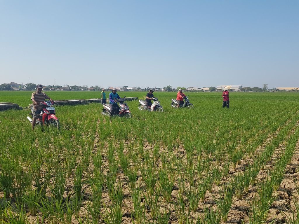 Sejumlah petani menggelar balap sepeda motor di atas sawah yang mengering di Desa Karanganyar, Kecamatan Kandanghaur, Kabupaten Indramayu, Jawa Barat, Selasa (20/8/2024).