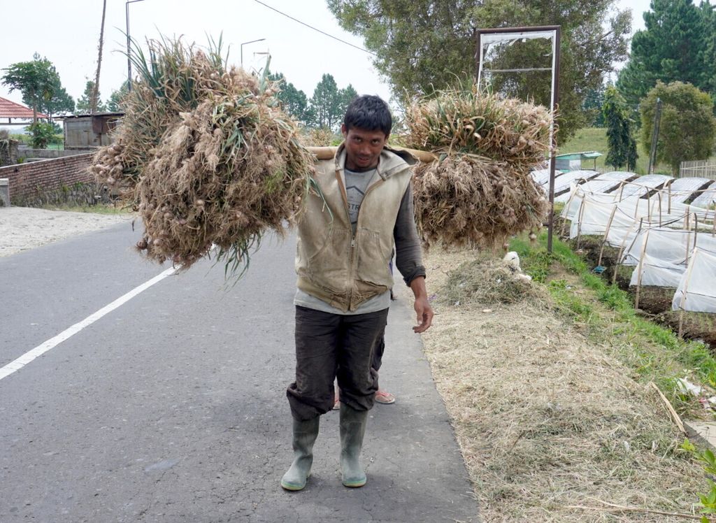 Petani memikul hasil panen bawang putih di Desa Tuwel, Kecamatan Bojong, Kabupaten Tegal, Jateng, Rabu (2/9/2020). Petani memerlukan jaminan penyerapan bawang putih hasil panen.