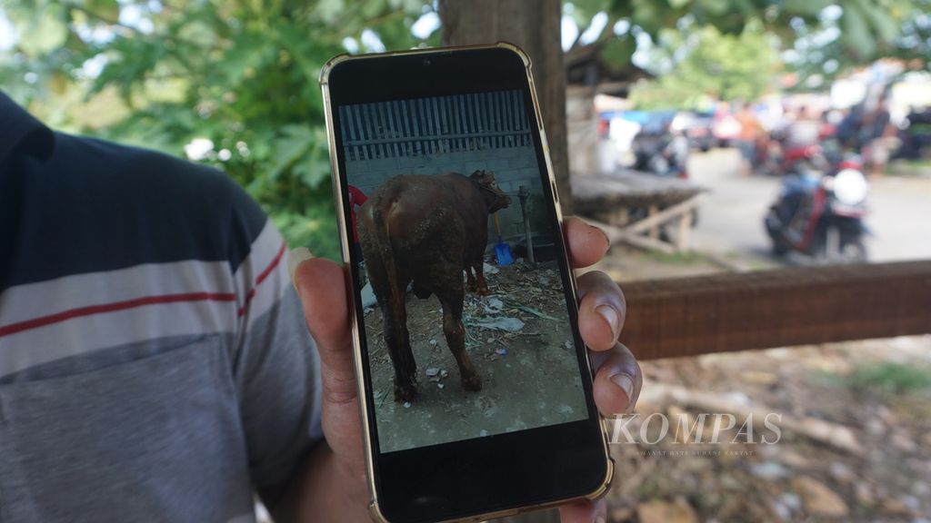 Seorang pedagang menunjukkan video sapi miliknya di ponsel sewaktu pembukaan kembali pasar hewan, di Pasar Hewan Jatinom, Kabupaten Klaten, Jawa Tengah, Rabu (29/6/2022). Transaksi jual beli kerap dilakukan secara daring semasa maraknya penularan penyakit mulut dan kuku di daerah tersebut.