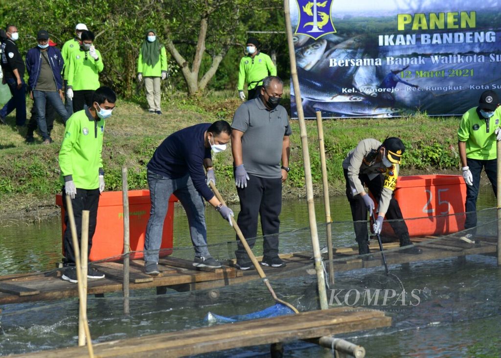 Wali Kota Surabaya Eri Cahyadi sedang ikut panen bandeng di kawasan hutan mangrove Wonorejo, Jumat (12/3/2021).