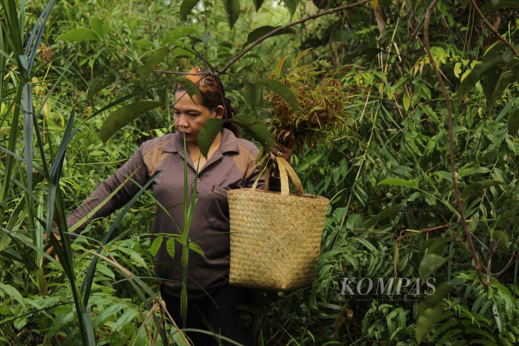 Warga Desa Kalumpang, Kalimantan Tengah, mencari kelakai, salah satu tumbuhan liar yang tumbuh di hutan dan menjadi sayuran pokok warga Dayak, Selasa (19/7/2022).
