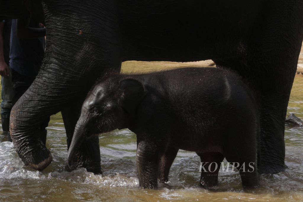 Intan, bayi gajah sumatera, saat berada di CRU Trumon, Aceh Selatan, Aceh, Rabu (10/5/2017). Angka kelahiran gajah lebih sedikit dibandingkan dengn angka kematian.