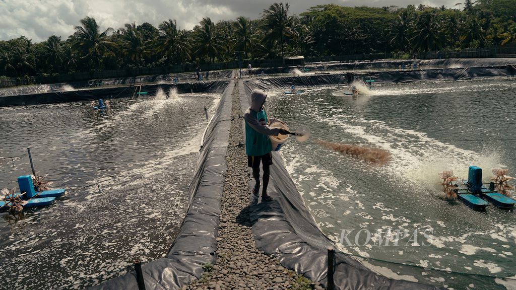 Pekerja memberi pakan udang vaname di tambak udang PT Nayottama Kelola Laut Indonesia, Tasikmalaya, Jawa Barat, Minggu (7/8/2022). Budidaya udang di selatan Jabar potensial menjadi masa depan. Data Dinas Kelautan dan Perikanan Jabar mencatat, pada 2020 produksi budidaya udang mencapai 131.499 ton.