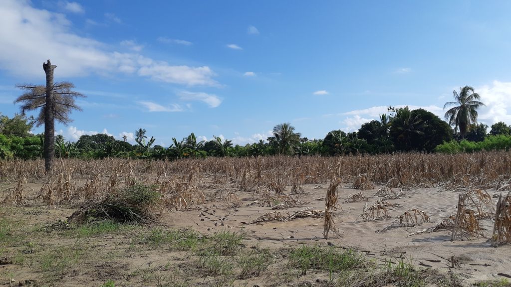 Areal tanaman pertanian di Desa Fahiluka, Kecamatan Malaka Tengah, Kabupaten Malaka, Nusa Tenggara Timur, rusak diterjang banjir akibat siklon tropis Seroja seperti pada Rabu (21/4/2021). Warga setempat kini mengalami kekurangan pangan.