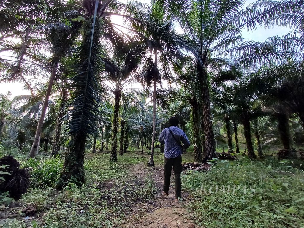 Seorang warga berjalan di kebun sawit milik warga di Kelurahan Pemaluan, Kecamatan Sepaku, Penajam Paser Utara, Kalimantan Timur, Minggu (11/8/2024). Lokasi tersebut berjarak sekitar 25 kilometer dari Istana Presiden di Ibu Kota Nusantara (IKN).