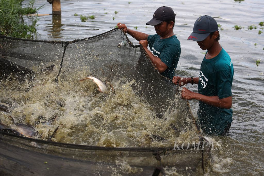 Pekerja memanen ikan patin yang dibudidayakan di Kecamatan Karang Intan, Banjar, Kalimantan Selatan, Selasa (30/8/2022). Sebagian warga usia produktif Indonesia menanggung beban sebagai generasi <i>sandwich</i>.