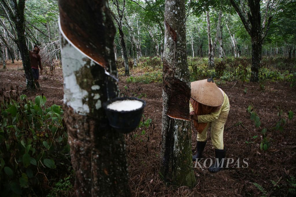 Petani karet menyadap di kebunnya di Desa Cahaya Mas, Mesuji Makmur, Kabupaten Ogan Komering Ilir, Sumatera Selatan, Kamis (4/1/2024). Area kebun karet di daerah tersebut mulai ditanami kopi melalui metode tumpang sari. 