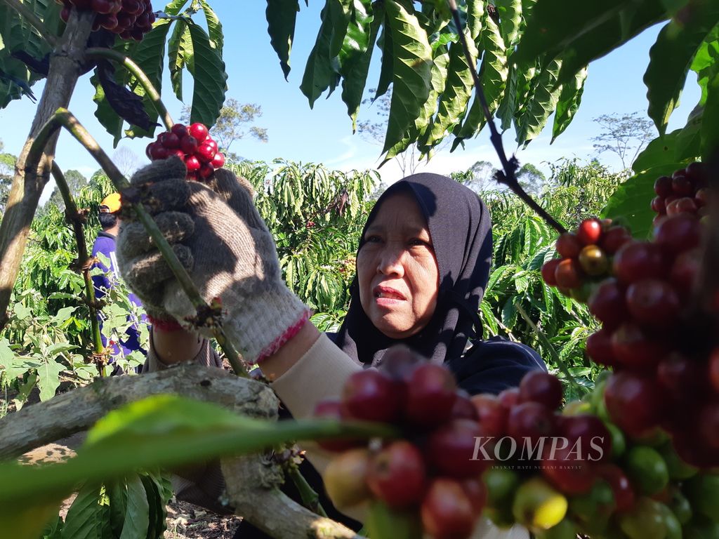 Seorang warga sedang memetik kopi di kebun di Pekon Kota Besi, Kecamatan Baru Brak, Kabupaten Lampung Barat, Lampung, Rabu (3/7/2024). Saat ini, sebagian besar wilayah Lampung Barat sedang memasuki masa panen raya kopi robusta.