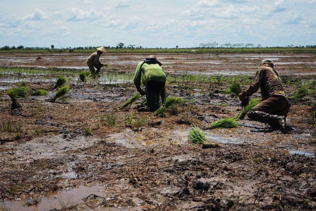 Pekerja borongan asal Kalimantan Selatan yang direkrut pemerintah mulai menanami padi di sawah yang sebelumnya terendam banjir di Desa Bentuk Jaya, Kabupaten Kapuas, Kalimantan Tengah, Rabu (21/4/2021). Mereka direkrut oleh pemerintah dalam program Food Estate.