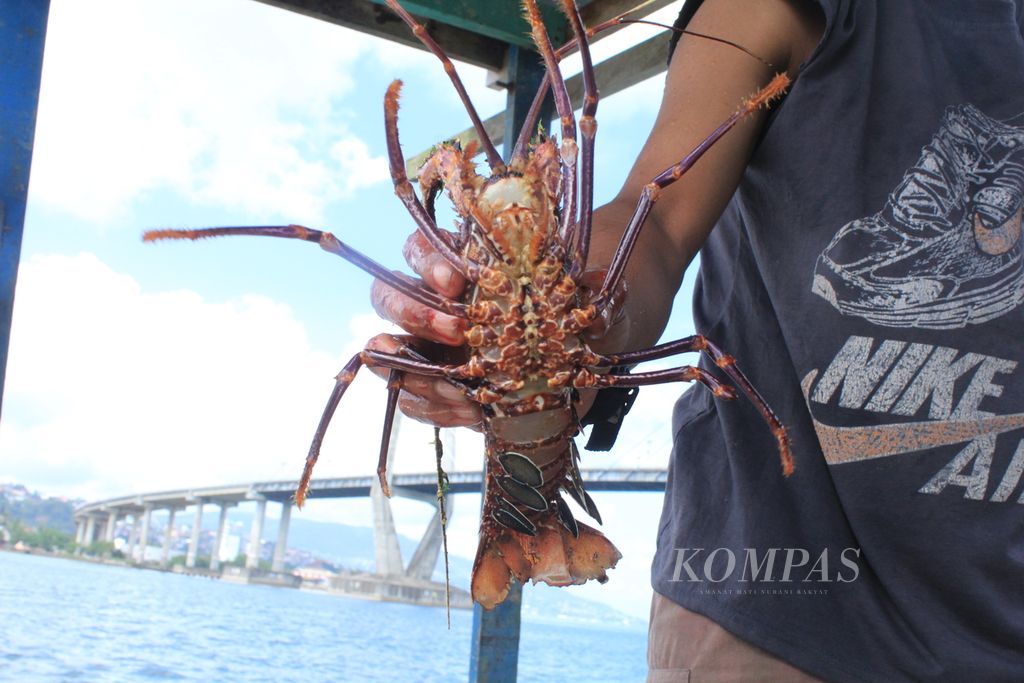 Seorang petani memegang lobster hasil budidaya keramba jaring apung di atas Teluk Ambon, Maluku, Jumat (8/9/2023). Kelompok binaan Dinas Kelautan dan Perikanan Provinsi Maluku itu memiliki 16 kotak keramba dengan jumlah sekitar 6.000 ekor berbagai jenis ikan termasuk lobster.