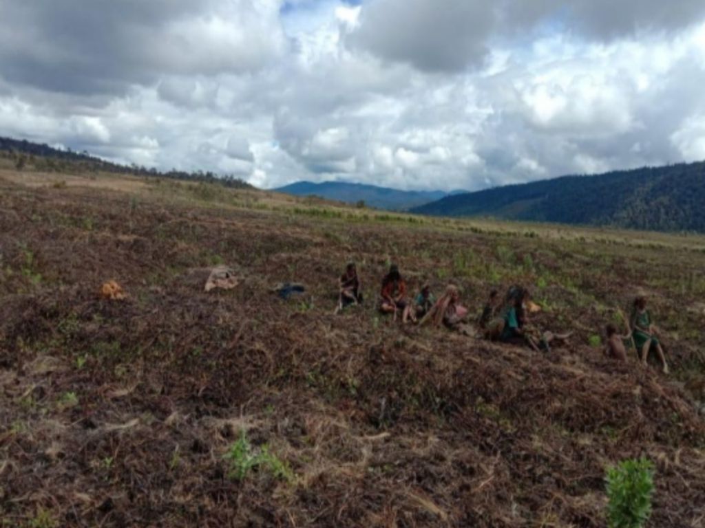 Kondisi kebun warga yang terdampak fenomena alam embun beku di Distrik Kuyawage, Kabupaten Lanny Jaya, Papua, sejak  1 Juni 2022.