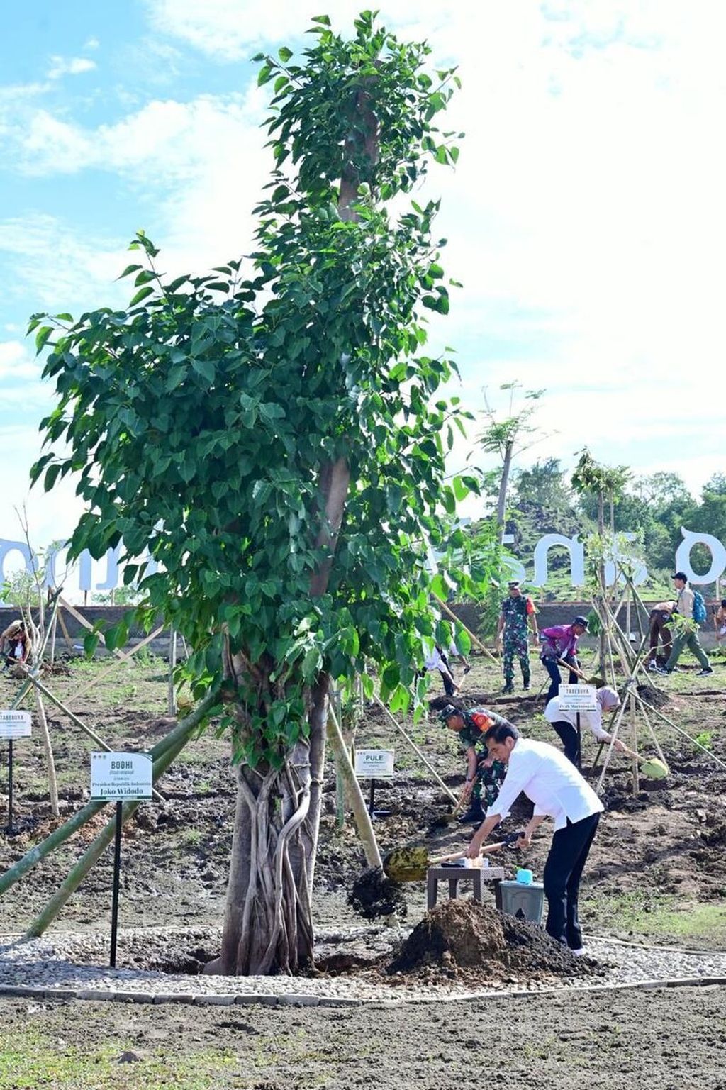 Presiden Joko Widodo melaksanakan penanaman pohon bersama masyarakat dan pelajar di Embung Anak Munting, Kabupaten Manggarai Barat, NTT, pada Selasa, 5 Desember 2023.