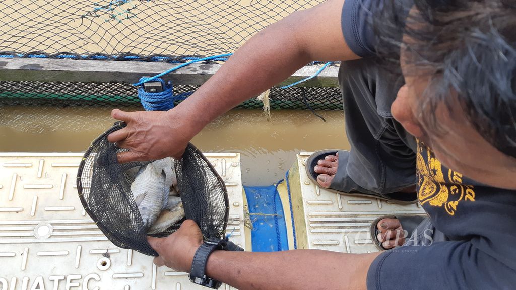 Muhaimin (48) menunjukkan ikan-ikan nila yang mati di keramba miliknya di Flamboyan, Kecamatan Pahandut, Kota Palangkaraya, Kamis (2/11/2023). 