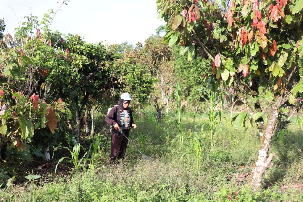 Seorang warga menyemprotkan herbisida untuk membasmi rumput liar kebun kakao dan jagung di Desa Lembantongoa, Kecamatan Palolo, Kabupaten Sigi, Sulteng, Selasa (1/12/2020). Warga Lembantongoa hidup dari komoditas perkebunan, seperti kakao, kopi, dan vanili.