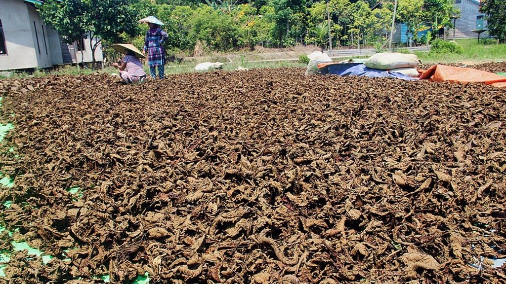 Kratom farmers in Kapuas Hulu Regency, West Kalimantan, are drying kratom leaves, Sunday (11/10/2019).