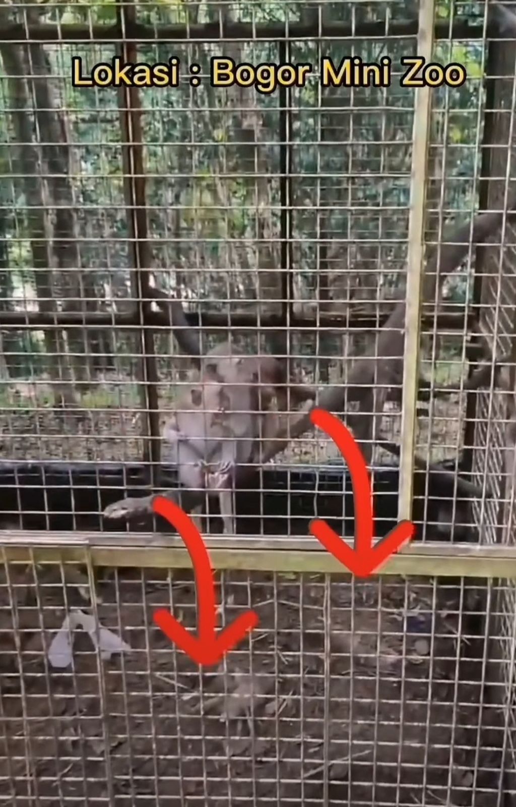 Dua bangkai bayi monyet ekor panjang di Bogor Mini Zoo, Kecamatan Bogor Selatan, Kota Bogor, Jawa Barat. Temuan ini direkam video pengunjung di sebuah kandang yang dihuni sejumlah bayi monyet ekor panjang. 