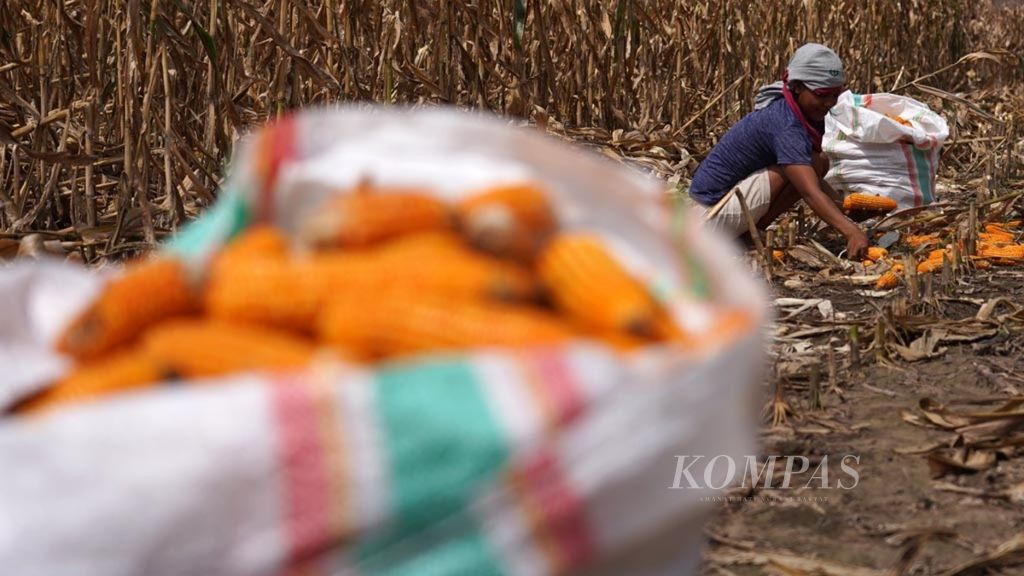 Sulistyowati (23) memanen jagung di lahan perkebunan jagung di Poto Tano, Sumbawa Barat, Nusa Tenggara Barat, Minggu (28/4/2019). Panen jagung kali ini merosot tajam, dari biasanya mencapai 25 ton kini hanya sekitar 10 ton.