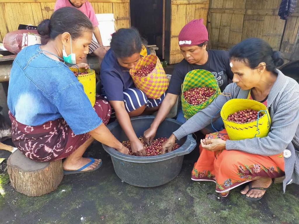 Perempuan yang tergabung dalam kelompok tani Nola Wonga, Ngada, sedang menyortir buah kopi.