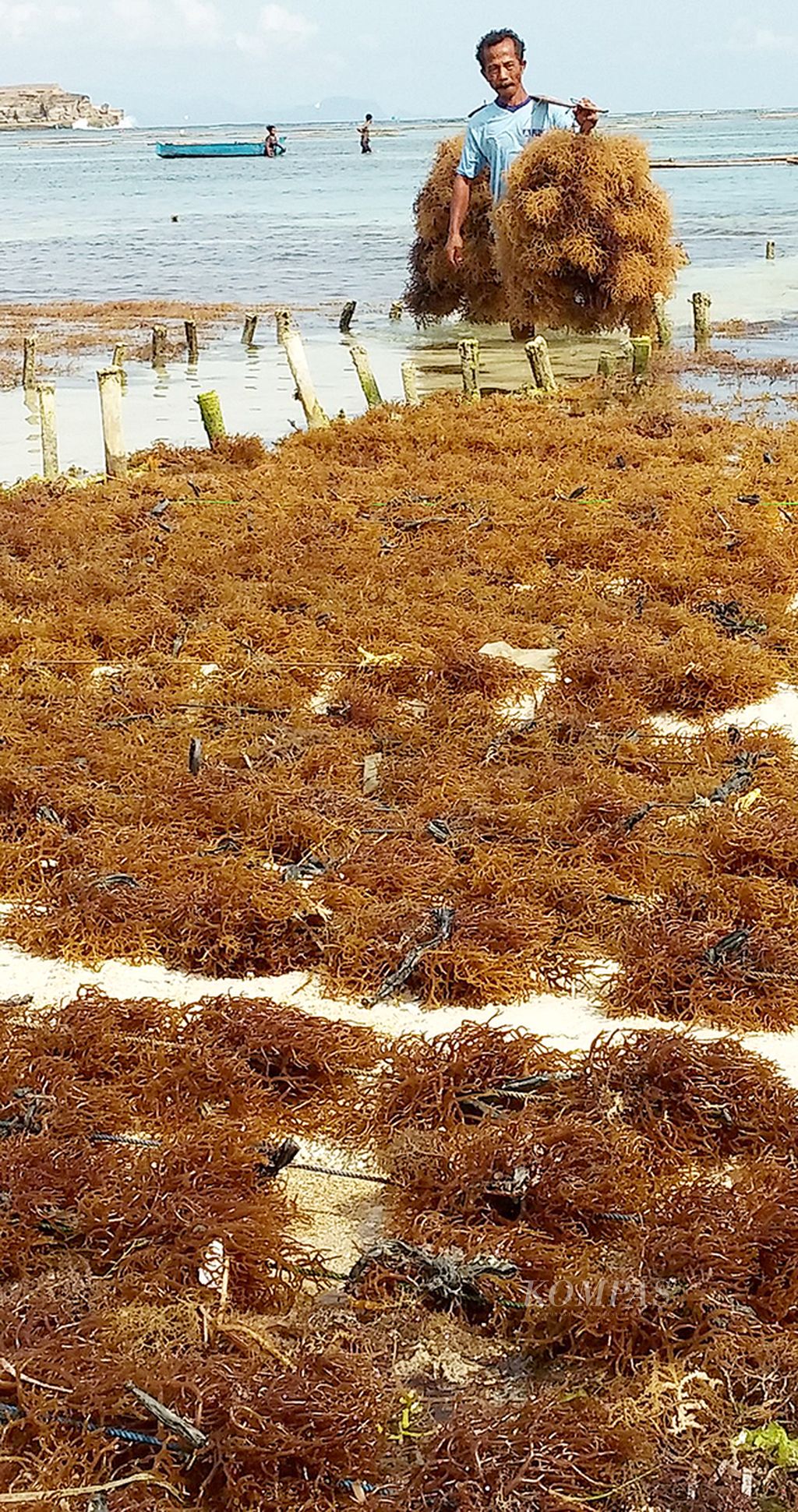 Ilustrasi budidaya rumput laut. 