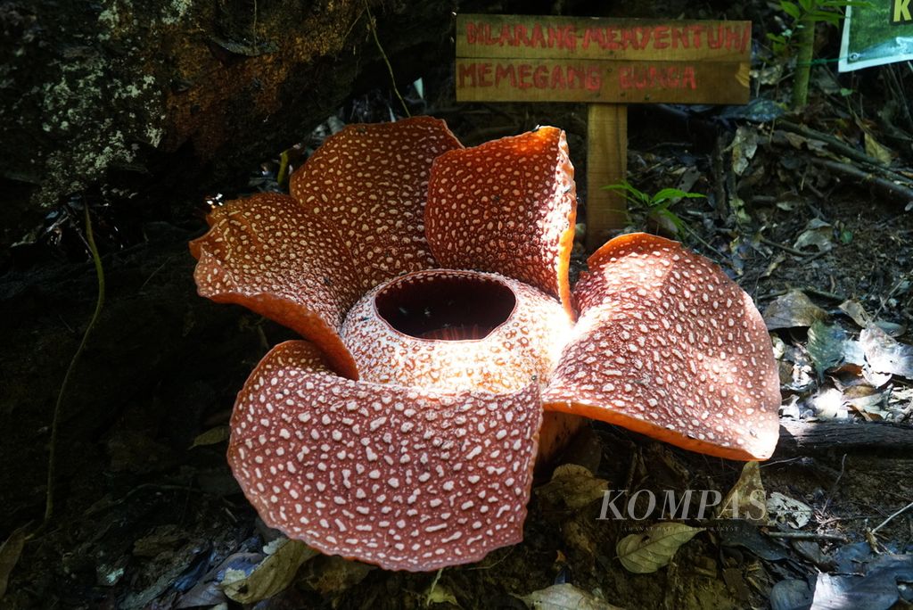 Bunga <i>Rafflesia arnoldii</i> mekar di Hutan Lindung Bukit Daun, Desa Tebat Monok, Kecamatan Kepahiang, Kabupaten Kepahiang, Bengkulu, Senin (27/9/2021).