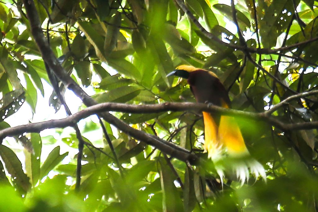 A lesser bird of paradise (<i>Paradisaea minor</i>) perches at the top of a tree in Rhepang Muaif forest, Nimbokrang district, Jayapura regency, Papua, Wednesday (24/11/2021).)