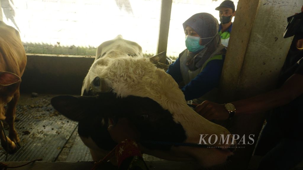 Vaksinator menyuntik sapi dalam rangka vaksinasi perdana penyakit mulut dan kuku di Kabupaten Klaten, Jawa Tengah, Selasa (28/6/2022). Daerah tersebut mendapat jatah vaksin sebanyak 2.200 dosis. Semua vaksin diharuskan habis pada 2 Juli 2022.