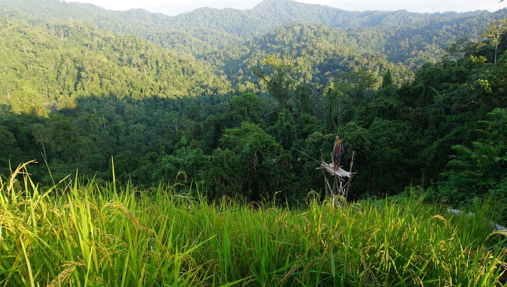 Warga Dusun Mului, Kabupaten Paser, Kalimantan Timur, mengawasi ladang padi yang luasnya kurang dari 0,5 hektar pada Jumat (12/3/2021). Masyarakat Hukum Adat Mului merupakan salah satu penerima Kalpataru 2022.