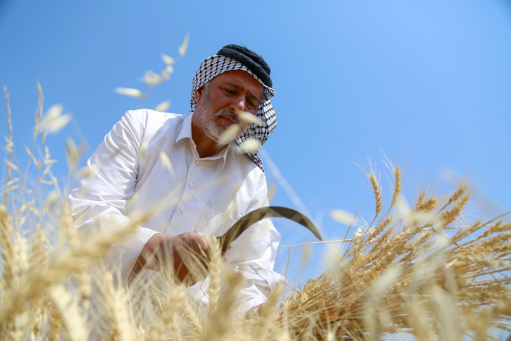 Kamel Hamed memanen gandum di Irak, April 2022. Setelah didera perang, para petani negara itu sekarang menghadapi dampak perubahan iklim, seperti kekeringan. 