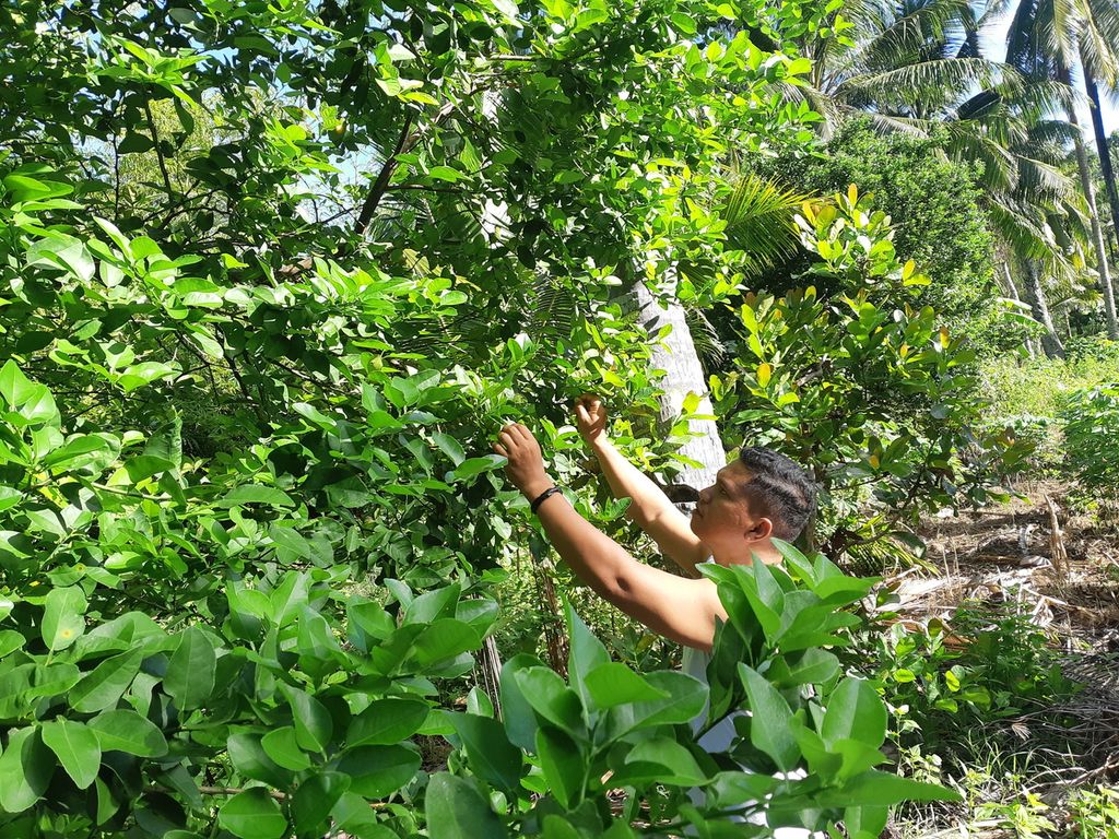 Ridho merawat tanaman jeruk yang masih tersisa di Pulau Kisar, Kabupaten Maluku Barat Daya, Maluku, pada Sabtu (22/4/2023). Lebih dari 35.000 pohon jeruk di pulau itu mati. 