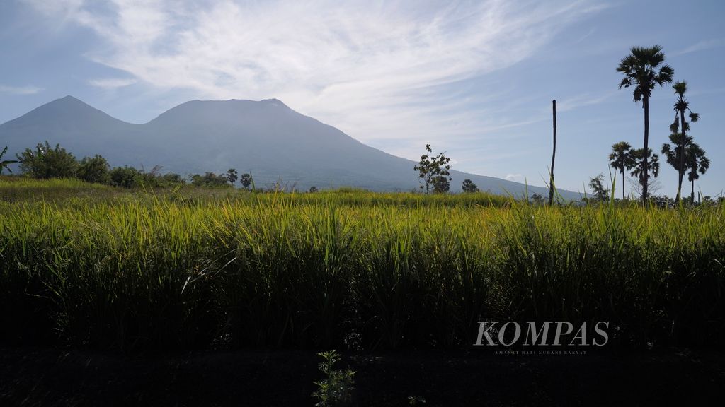 Daerah pertanian yang dijadikan Food Estate di Desa Hewa, Kecamatan Wulanggitang, Kabupaten Flores Timur, Nusa Tenggara Timur, Kamis (10/8/2023). 