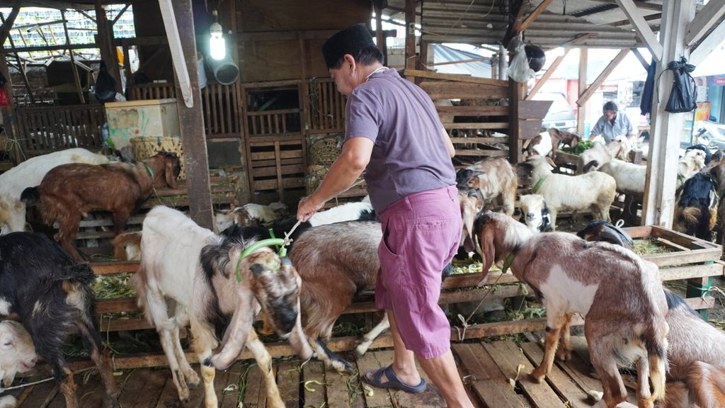 M Fatullah (60), an animal trader at the Goat Market, Tanah Abang, Central Jakarta, is feeding his goats, Tuesday (14/7/2020).