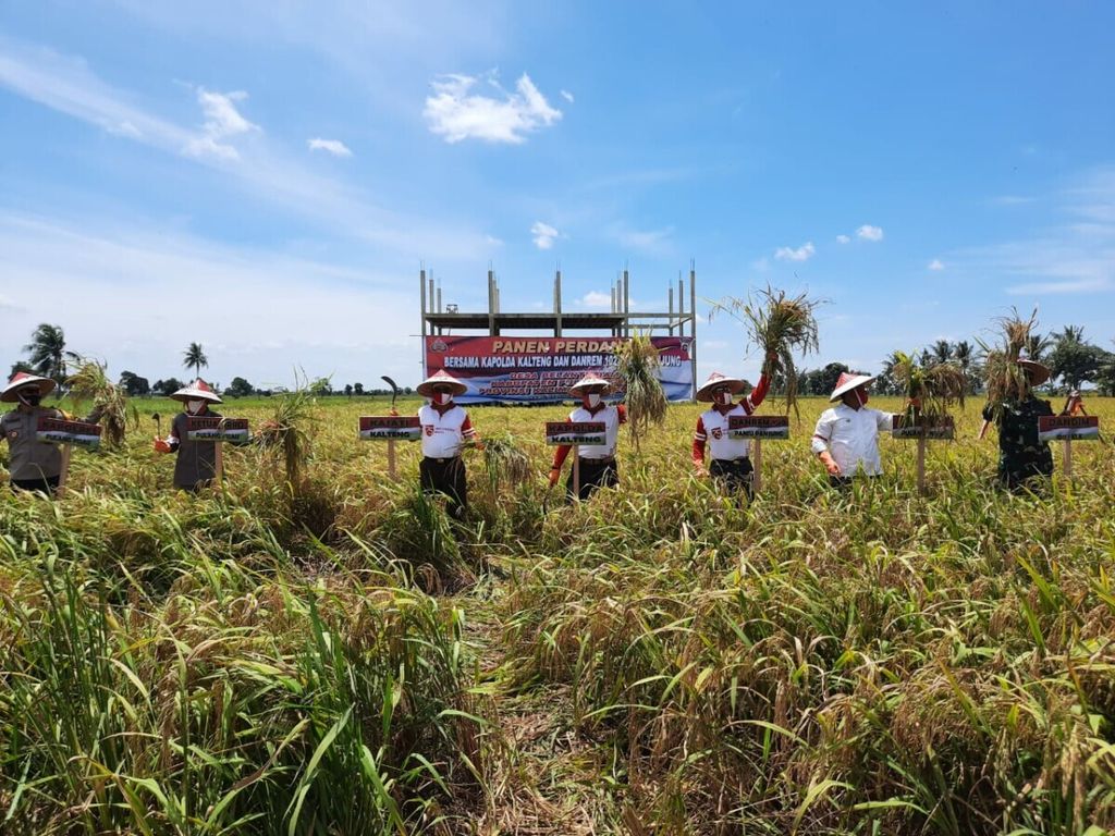 Panen perdana di lahan yang diproyeksikan untuk program Food Estate di Desa Belanti Siam, Kabupaten Pulang Pisau, Kalteng, Rabu (19/8/2020).