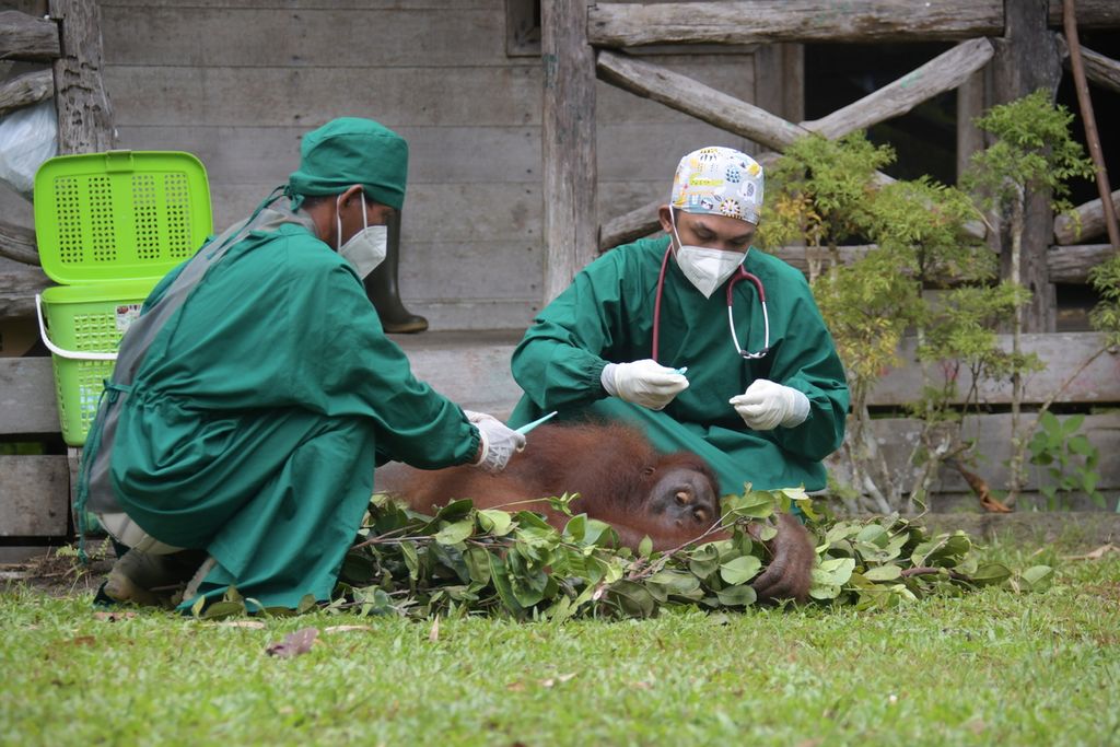 Tim dokter dari Yayasan BOS memeriksa orangutan yang bakal dilepasliarkan ke TNBBBR, Rabu (18/5/2022).