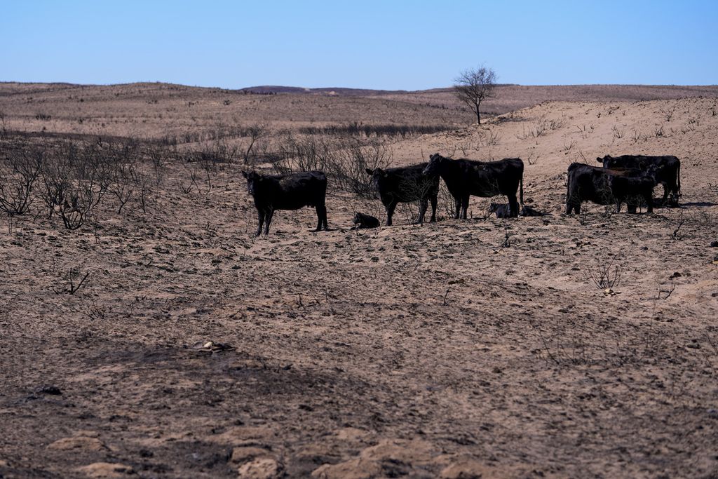 Sapi-sapi di tengah padang yang terbakar di Skeyllytown, Texas, Amerika Serikat, 1 Maret 2024. 