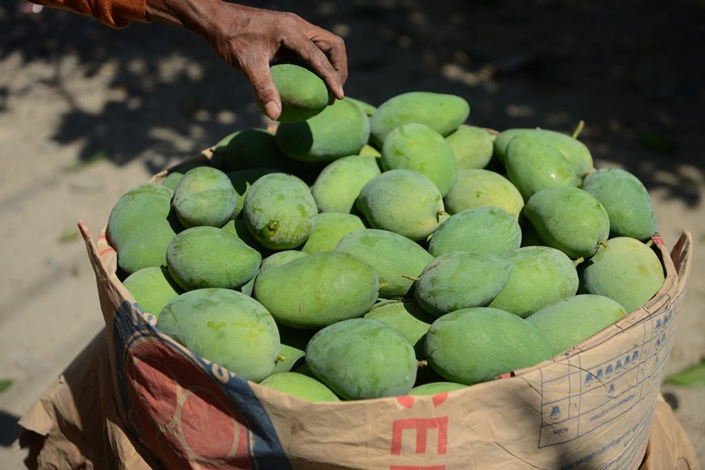 Pekerja menata buah mangga jenis harum manis hasil panen di Desa Genengsari, Kemusu, Boyolali, Jawa Tengah, Jumat (13/9/2019).