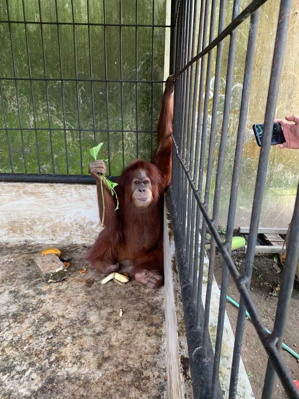 Orangutan sumatera yang diperkirakan berumur 15 tahun saat akan dievakuasi dari kandangnya di rumah pribadi Bupati Langkat Terbit Rencana Perangin-Angin, Selasa, (25/1/2022).