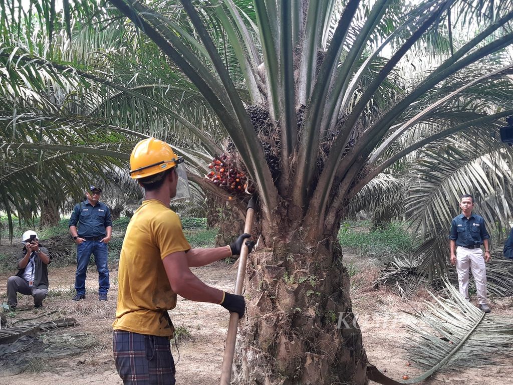 Pekerja memanen tandan buah segar (TBS) kelapa sawit yang sudah matang di lokasi perkebunan milik PT Austindo Nusantara Jaya Tbk, Belitung Timur, Rabu (28/8/2024).