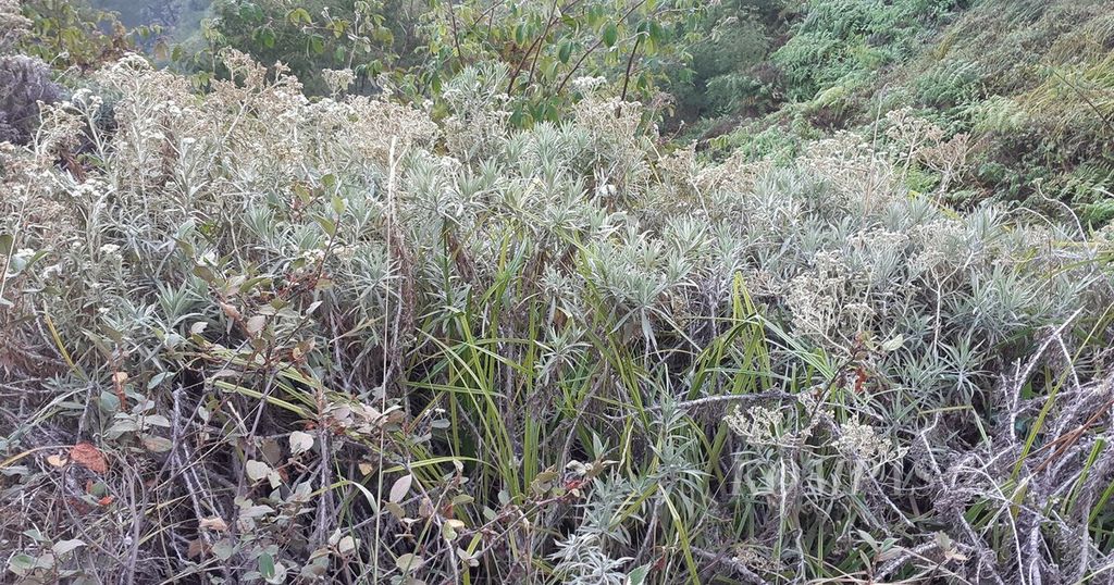 Rumpun bunga edelweis, yang tumbuh di tebing Gunung Ijen di wilayah Kabupaten Banyuwangi, menambah pesona Taman Wisata Alam (TWA) Kawah Ijen, kala disaksikan Jumat (15/9/2023). Panorama kawah Ijen menjadi daya tarik wisata di Banyuwangi. 