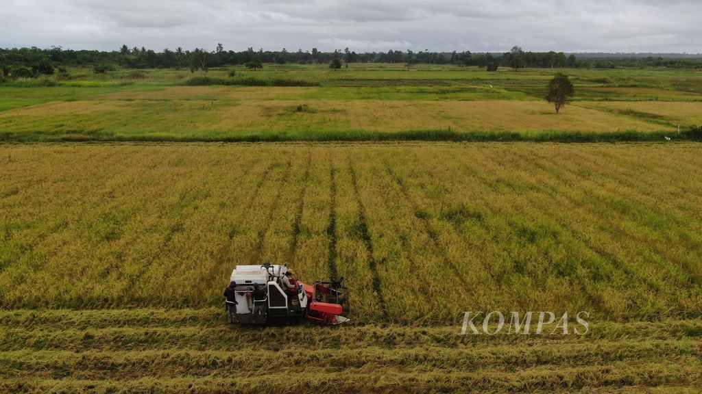 Mesin pemotong padi digunakan dalam panen di Kampung Bokem, Desa Rimba Jaya, Distrik Merauke, Kabupaten Merauke, Papua, Kamis (17/11/2022). Kampung Bokem menjadi salah satu contoh kawasan yang berhasil mengembangkan tanam hingga panen padi dengan hasil memuaskan di Merauke.