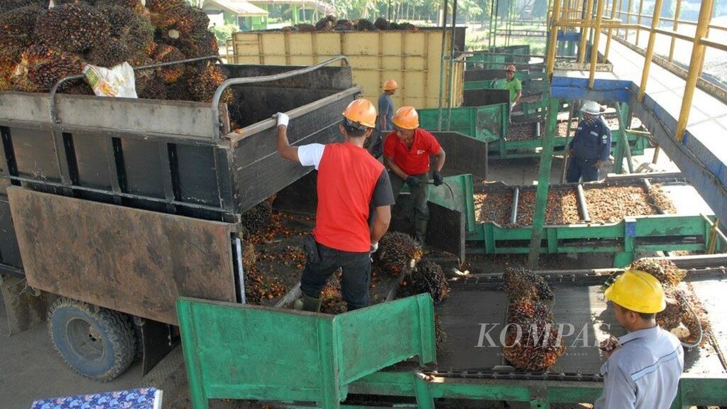 Petugas pabrik di salah satu anak usaha Astra Agro Lestari di Kabupaten Merangin, Jambi, menyortir buah sawit yang dipasok petani, Sabtu (6/7/2019). 