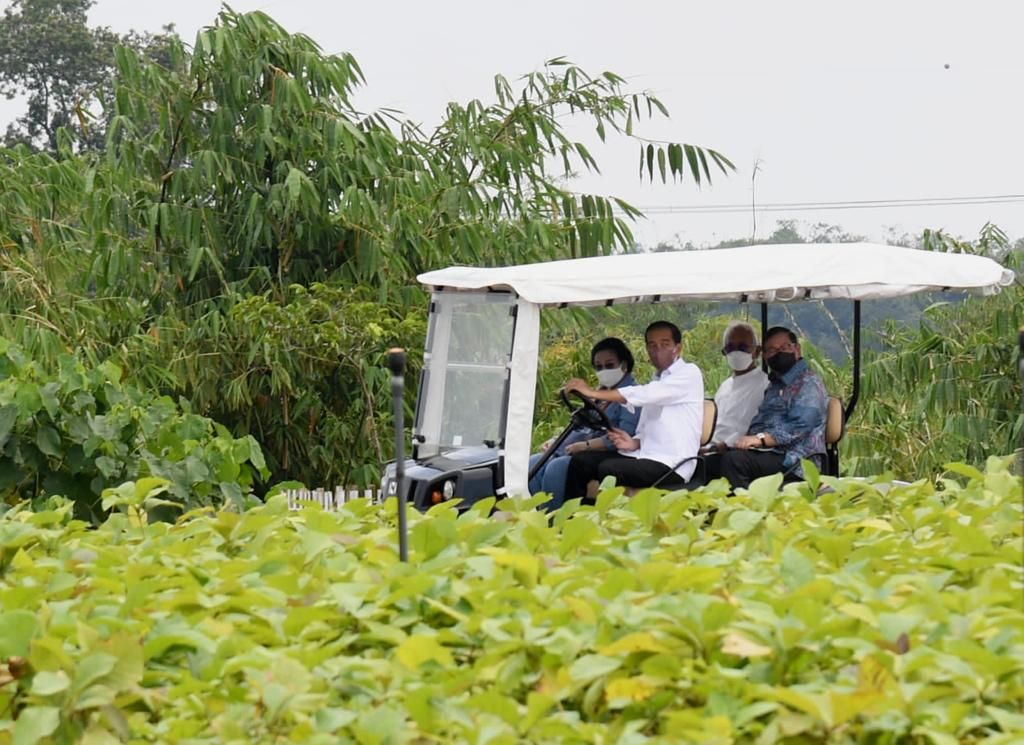 Presiden Joko Widodo mengemudikan mobil golf  ketika meninjau langsung Persemaian Modern Rumpin di  Kecamatan Rumpin, Kabupaten Bogor, Jawa Barat,  Kamis, 10 Maret 2022.