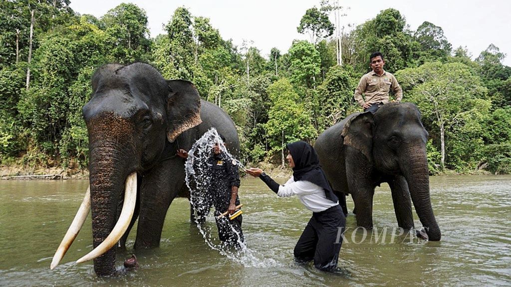 Wisatawan Nusantara memandikan gajah di Conservation Response Unit (CRU) Sampoiniet, Kabupaten Aceh Jaya, Provinsi Aceh, Selasa (24/7/2018). Selain sebagai pusat mitigasi konflik gajah, fasilitas ini juga menjadi obyek wisata satwa lindung gajah.