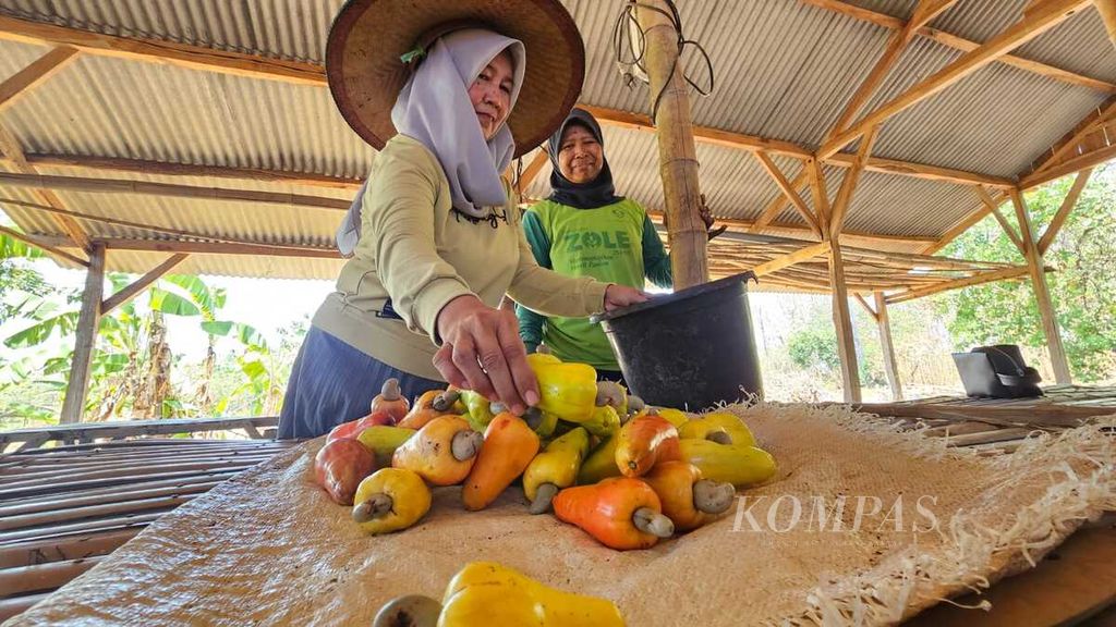 Maida (50), perempuan yang pernah 10 tahun lebih bekerja di Malaysia, kini memilih mengembangkan kebun jambu mete seluas 1 hektar di Desa Doudo, Jumat (13/9/2024). Harga jual kacang mete menjadi lebih mahal karena diolah dan dijual dalam kemasan.