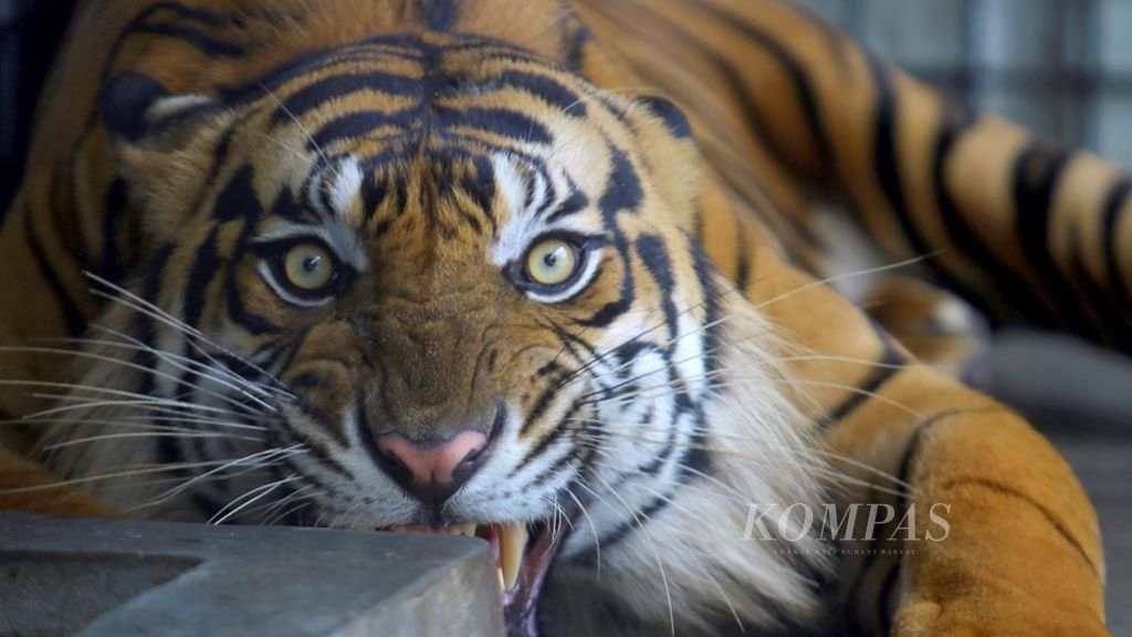 Harimau sumatera (<i>Panthera tigris sumatrae</i>) jantan bernama Petir berada di kandang tinggal Rescue Centre Sumatran Tiger, Tambling Wildlife Nature Conservation, Bengkunat Blimbing, Kabupaten Pesisir Barat, Lampung, Sabtu (30/1/2016). 