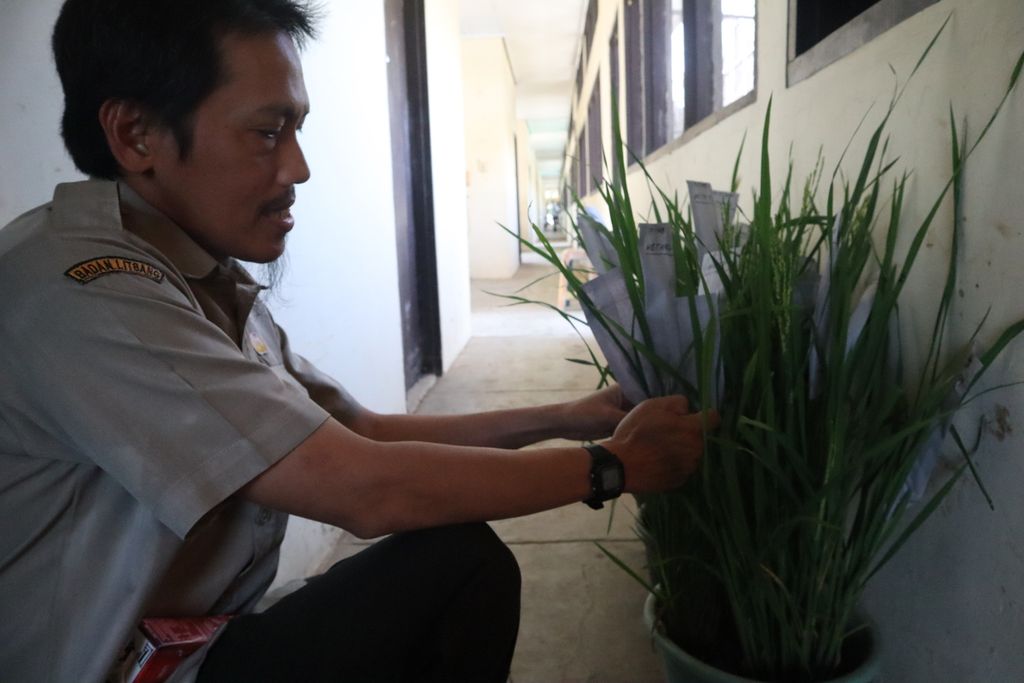 Peneliti pemulia tanaman Balai Besar Penelitian Tanaman Padi Kementan, Aris Hairmansis, menunjukkan sejumlah varietas yang sedang diteliti di kantor BB Padi Sukamandi, Subang, Jawa Barat, Juli 2019.